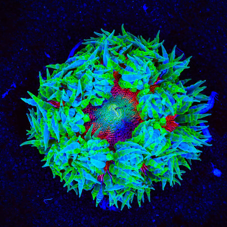 Ultra Rock Flower Anemone