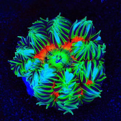 Ultra Rock Flower Anemone