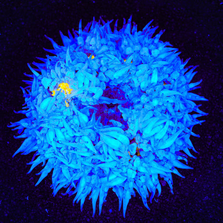 Ultra Rock Flower Anemone