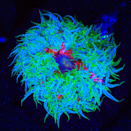 Ultra Rock Flower Anemone
