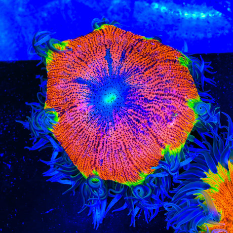 Ultra Rock Flower Anemone