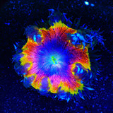 Ultra Rock Flower Anemone