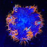 Ultra Rock Flower Anemone