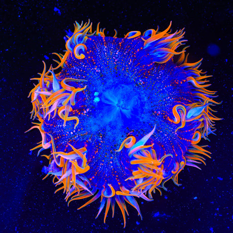 Ultra Rock Flower Anemone