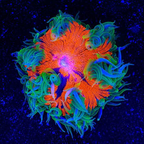 Ultra Rock Flower Anemone