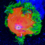 Ultra Rock Flower Anemone