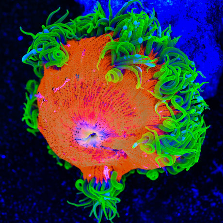 Ultra Rock Flower Anemone