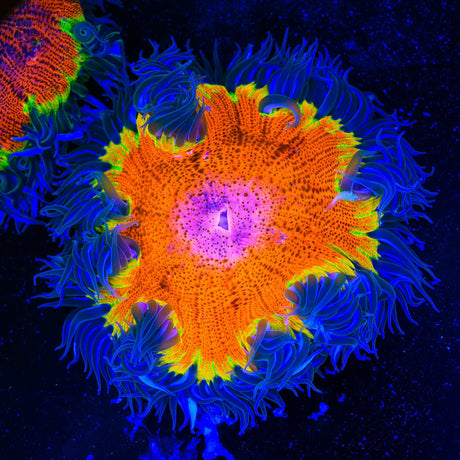 Ultra Rock Flower Anemone