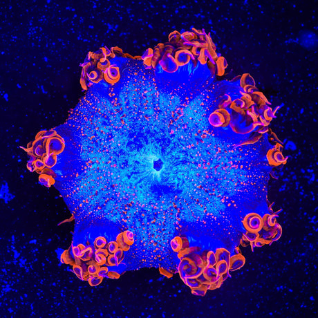 Ultra Rock Flower Anemone