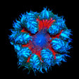 Ultra Rock Flower Anemone Coral