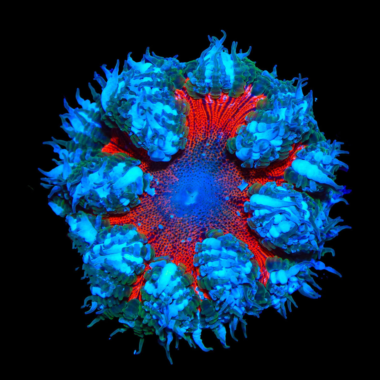 Ultra Rock Flower Anemone Coral