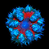 Ultra Rock Flower Anemone Coral