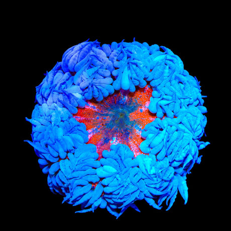 Ultra Rock Flower Anemone Coral