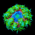 Ultra Rock Flower Anemone Coral