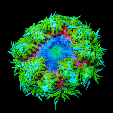 Ultra Rock Flower Anemone Coral
