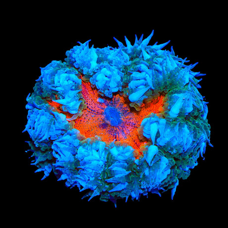 Ultra Rock Flower Anemone Coral