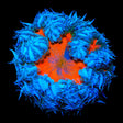 Ultra Rock Flower Anemone Coral