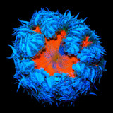 Ultra Rock Flower Anemone Coral