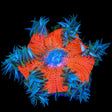 Ultra Rock Flower Anemone Coral