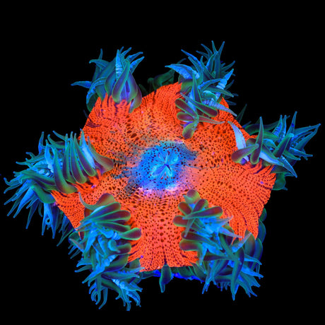 Ultra Rock Flower Anemone Coral