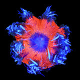 Ultra Rock Flower Anemone Coral