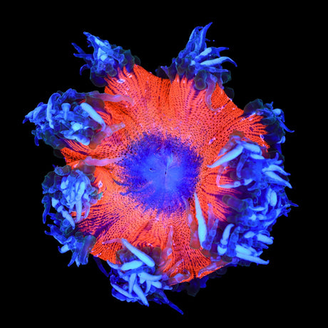 Ultra Rock Flower Anemone Coral