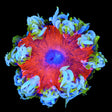 Ultra Rock Flower Anemone Coral