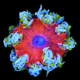 Ultra Rock Flower Anemone Coral