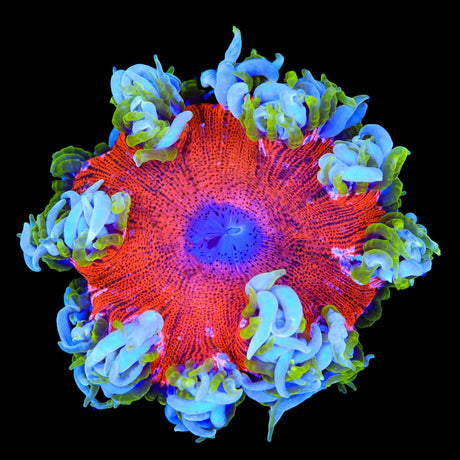 Ultra Rock Flower Anemone Coral