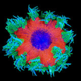Ultra Rock Flower Anemone Coral