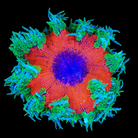 Ultra Rock Flower Anemone Coral