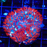 Ultra Saint Thomas Mushroom Coral