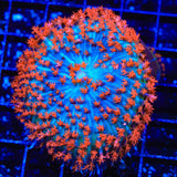 Ultra Saint Thomas Mushroom Coral