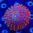 Ultra Saint Thomas Mushroom Coral