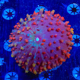 Ultra Saint Thomas Mushroom Coral