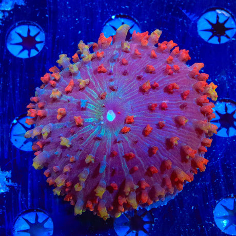 Ultra Saint Thomas Mushroom Coral