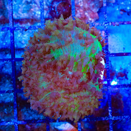 Ultra Saint Thomas Mushroom Coral