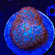 Ultra Saint Thomas Mushroom Coral