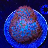Ultra Saint Thomas Mushroom Coral