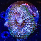 Ultra Saint Thomas Mushroom Coral