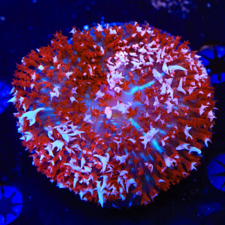 Ultra Saint Thomas Mushroom Coral
