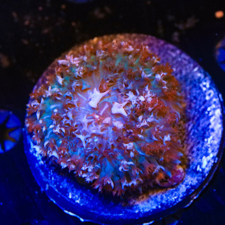 Ultra Saint Thomas Mushroom Coral
