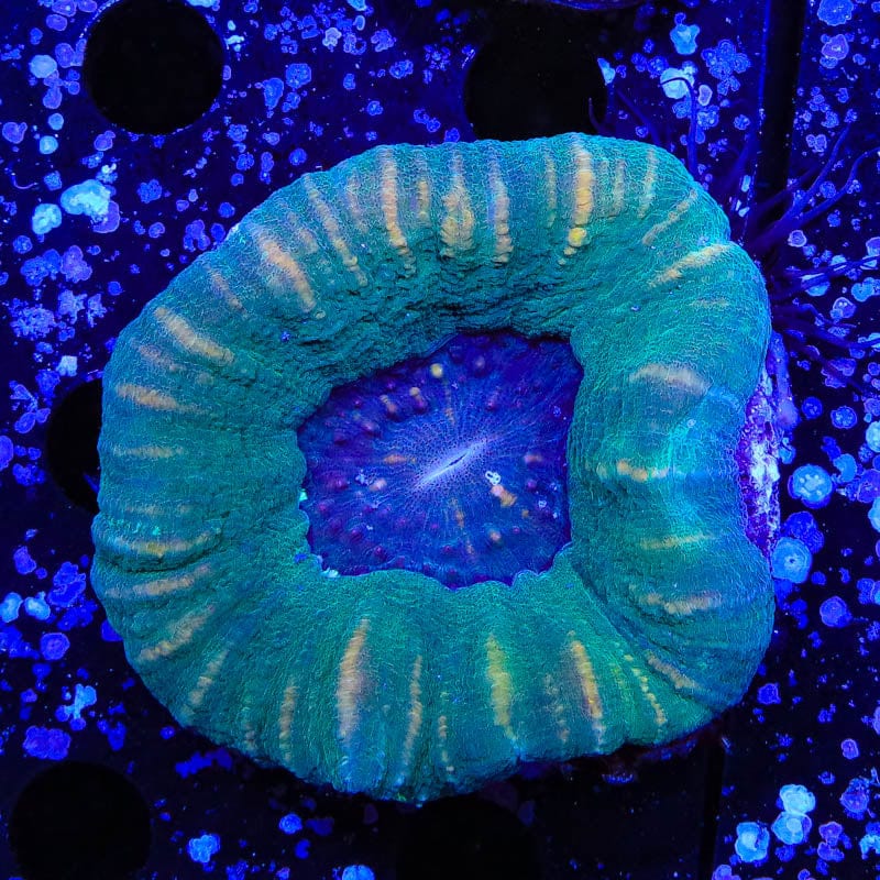 Ultra Scoly Coral