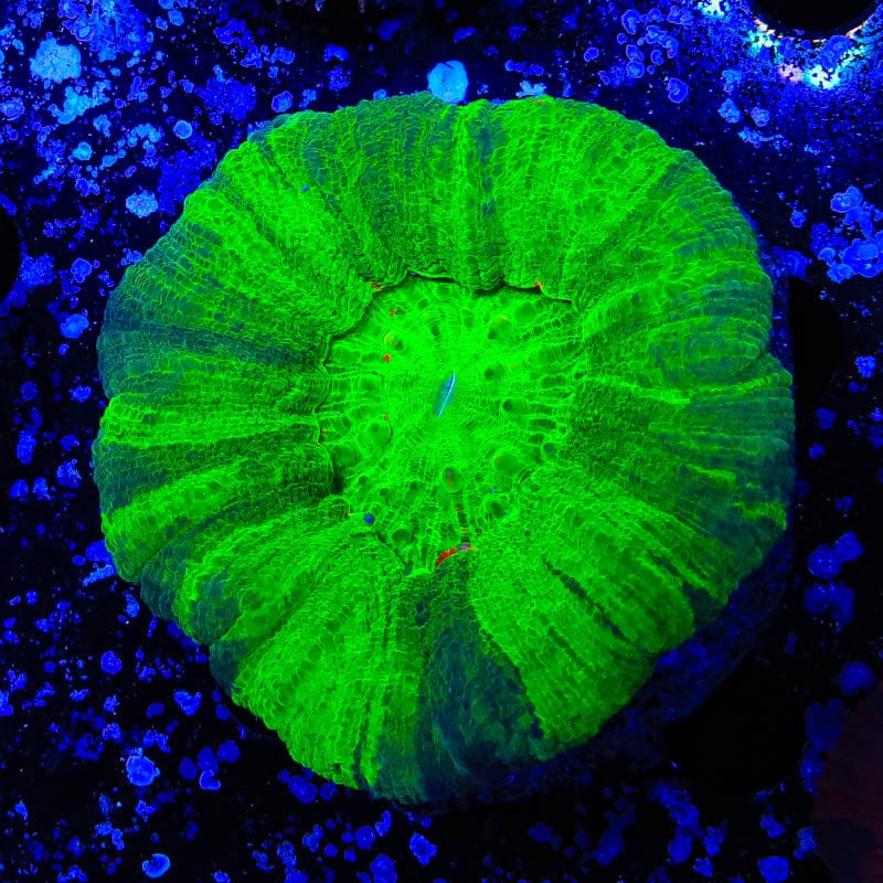 Ultra Scoly Coral