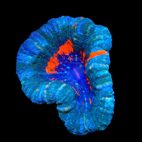 Ultra Scolymia Colony Coral