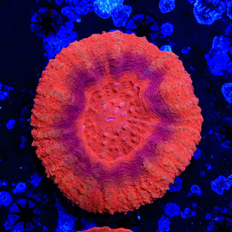 Ultra Scolymia Coral