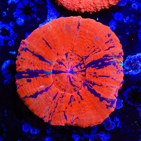 Ultra Scolymia Coral