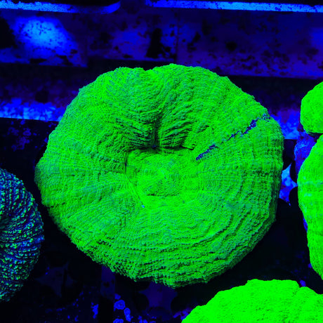 Ultra Scolymia Coral