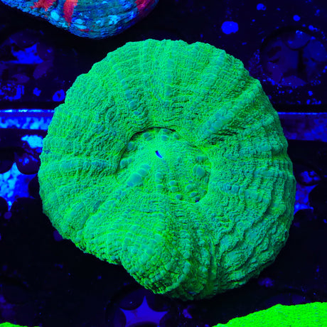 Ultra Scolymia Coral