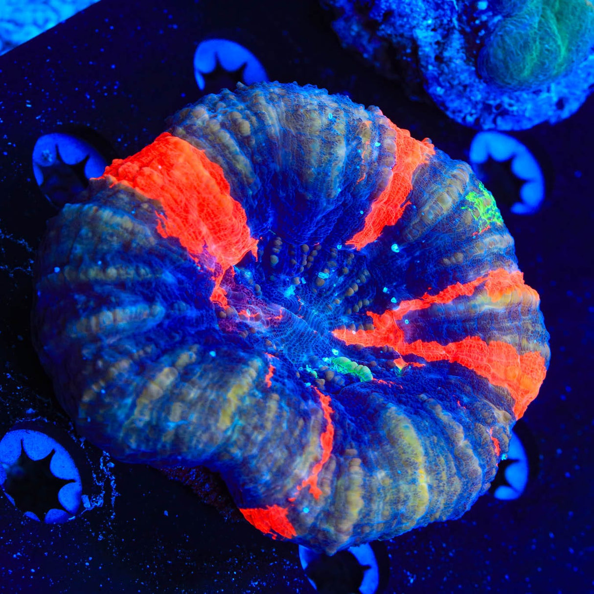 Ultra Scolymia Coral
